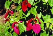 File:GardenFlowerMusaenda.jpg