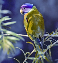 File:ParakeetPlum-headedParakeet.jpg
