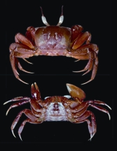File:Crab2.jpg