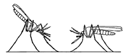 File:MosquitoAnopheles.jpg