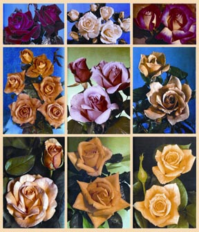 File:Rose.jpg