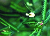 File:WildFlower08Shola.jpg