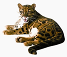 File:CatLeopard.jpg