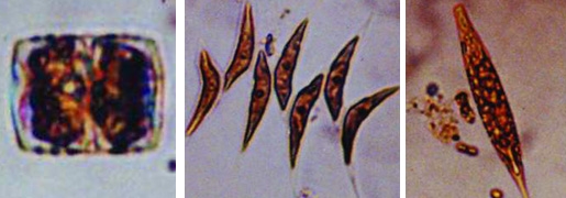File:FreshwaterPlant2.jpg