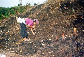File:Jhum.jpg