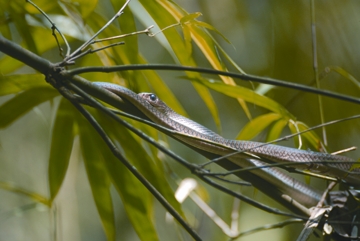 File:SnakePtyasKorros.jpg