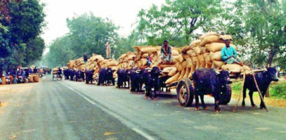 File:LivestockTransportation.jpg