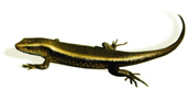File:Lizard3.jpg