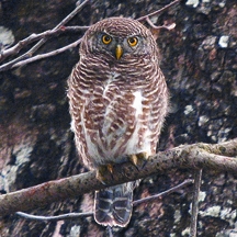 File:OwlAsianBarred.jpg