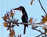 File:KingfisherWhite-breasted.jpg