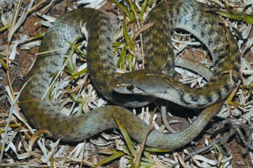 File:SnakeXenochrophisPiscator.jpg
