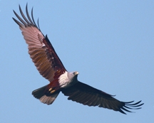 File:KiteBrahminy.jpg