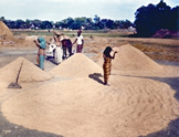 File:Paddy.jpg