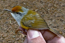 File:TailorbirdMountain.jpg
