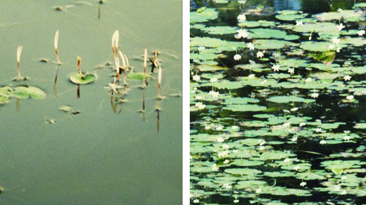 File:FreshwaterPlant0.jpg