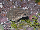 File:FrogToadBufoMelanostictus.jpg
