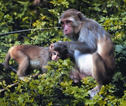 File:PrimatesMacaque.jpg