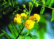 File:WildFlower01babla.jpg