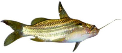 File:Tengra.jpg