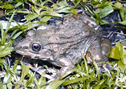 File:FrogToadHoplobatrachusCrassus.jpg