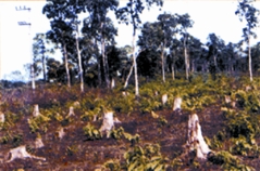 File:Deforestation.jpg