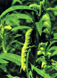 File:Sesame2.jpg