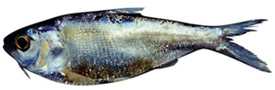 File:Chapila.jpg
