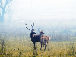 File:RucervusDuvaucelii.jpg