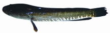 File:BiodiversityShole.jpg