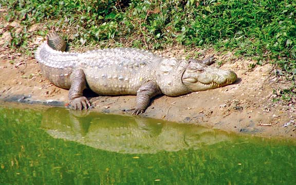 File:CrocodileEstuarine.jpg