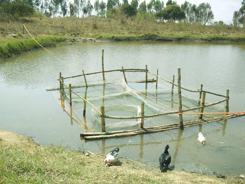 File:FisheriesCaseCulture.jpg