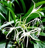 File:OrnamentalPlants5.jpg