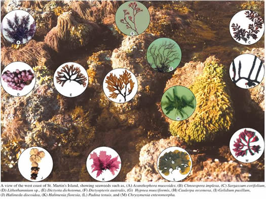 File:Algae.jpg