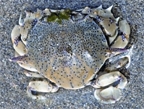 Crab5.jpg