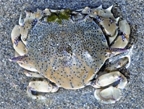 File:Crab5.jpg