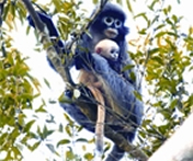 File:HoolockGibbon.jpg