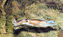 File:BiodiversitySquid.jpg