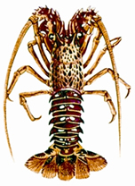 File:Lobster.jpg