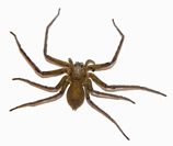File:Spider1.jpg