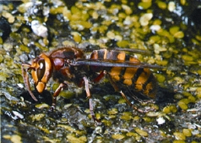 File:WaspYellowJackat.jpg