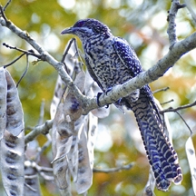 File:KoelFemale.jpg