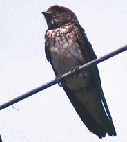 File:SwallowStreak-throated.jpg