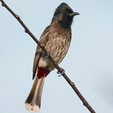 File:BulbulRed-vented.jpg