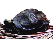 File:Turtle.jpg
