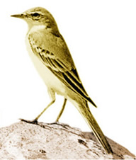 File:Wagtail1.jpg