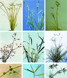 File:Weed.jpg