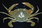 File:Crab9.jpg