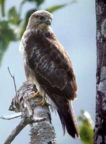 File:FalconLaggar.jpg