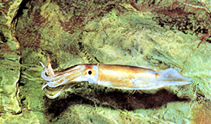 File:Squid(animal).jpg