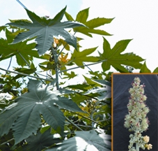 File:CastorPlant.jpg